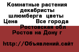 Комнатные растения, декабристы (шлюмберга) цветы › Цена ­ 300 - Все города  »    . Ростовская обл.,Ростов-на-Дону г.